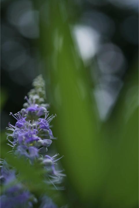 Produktbild Sony FE 50mm f/2.8 Makro (Sony E, APS-C / DX, Vollformat)