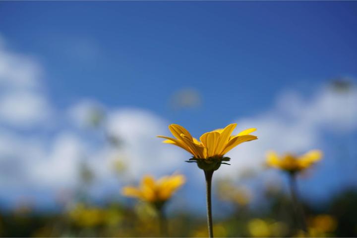 Produktbild Sony FE 50mm f/2.8 Makro (Sony E, APS-C / DX, Vollformat)