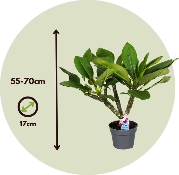 Produktbild Plant in a Box Plumeria Frangipani Pearl - Hawaii pflanze (70 cm)