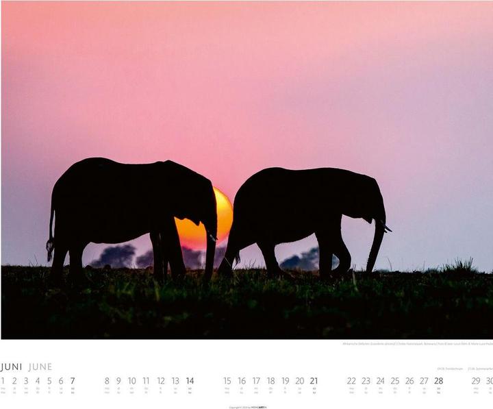 Actual product image Elefanten Kalender 2026 (55 x 46 cm, German)