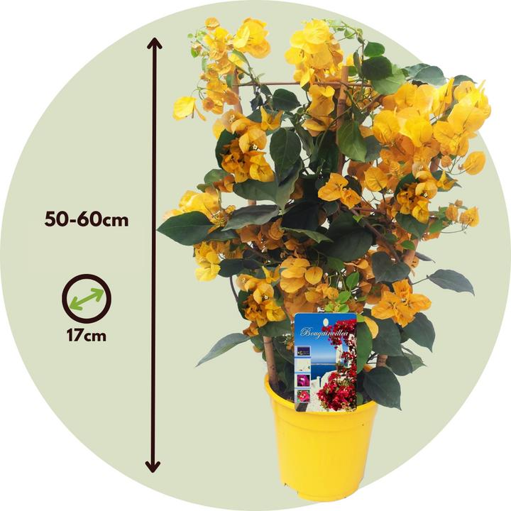 Immagine prodotto Plant in a Box Bougainvillea 'Dania' - (50 cm)