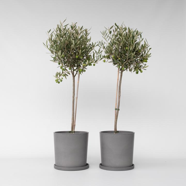 Produktbild Plant in a Box Olea Europaea - 2er Set Olivenbaum (80 cm)