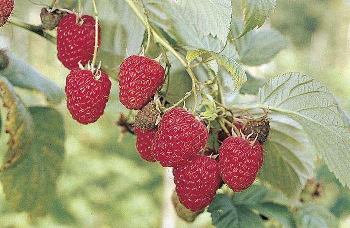 Image du produit Häberli Framboises WILLAMETTE 4 plantes (30 cm)