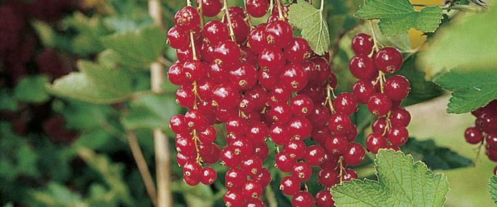 Produktbild Häberli Johannisbeeren ROLAN (80 cm)