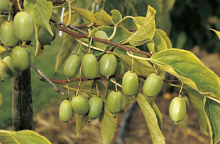 Image du produit Häberli Kiwi ISSAI (120 cm)