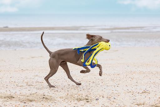 Image du produit Beeztees Pieuvre Amy (Jouet en peluche chien)