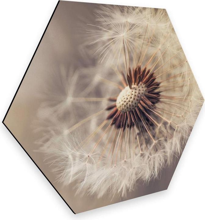 Produktbild Trenddeko Delgado - Pusteblume (35 x 30 cm)