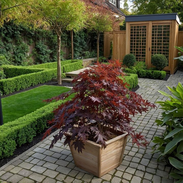 Produktbild Plant in a Box Acer Palmatum 'Black Lace' - Ahorn Baum (60 cm)