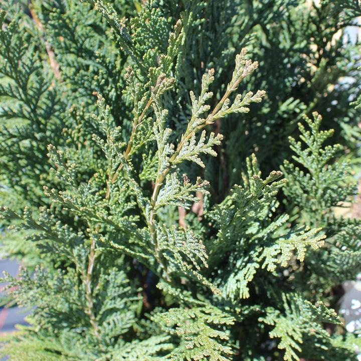 Produktbild Zulauf Scheinzypresse / Chamaecyparis lawsoniana 'Columnaris' (700 cm)