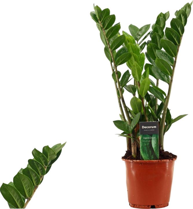 Actual product image Plantlovers Zamioculcas Zamiifolia (Glücksfeder) (50 cm, Freshly repotted)