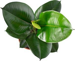 Actual product image Flowerbox Ficus elastica "Robusta" (50 cm)
