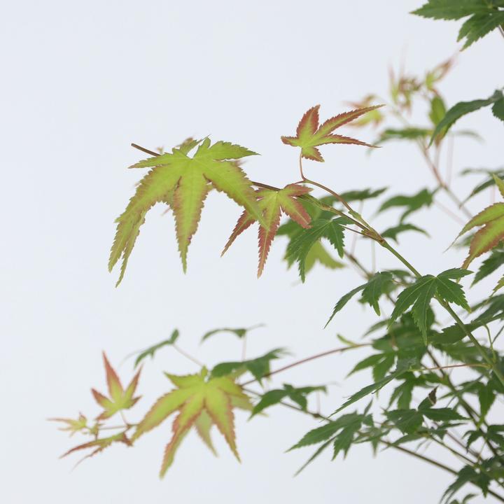Produktbild Plant in a Box Acer palmatum 'Little Princess' - Japanischer Ahorn (45 cm)