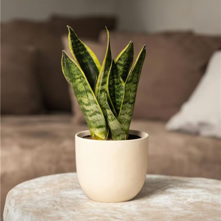 Actual product image Plant in a Box Sansevieria trifasciata 'Futura Superba' - Set of 3 Bow Hemp (35 cm)