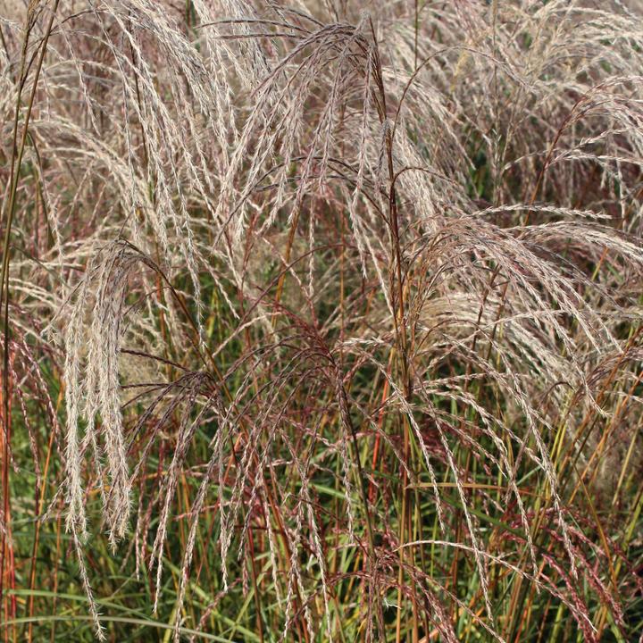 Produktbild Zulauf Chinaschilf / Miscanthus si. Flamingo (50 cm)