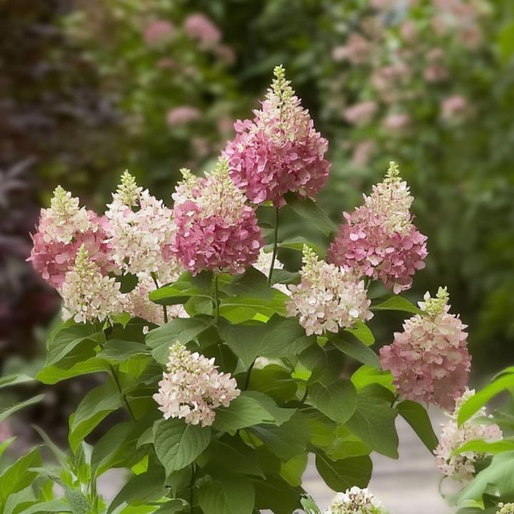 Produktbild Plant in a Box Hydrangea paniculata “Pinky Winky” - Hortensie (25 cm)