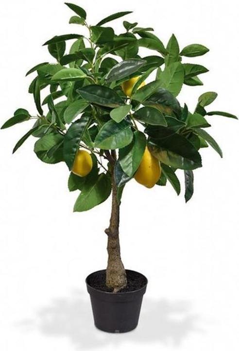Image du produit Botanic-Haus Citronnier (70 cm)