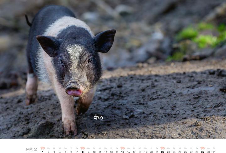 Produktbild Schweine Kalender 2026 (Harter Einband, Deutsch)