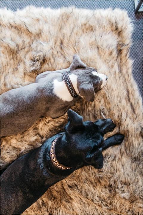 Produktbild Kentucky Dogwear Hundehalsband Handgemacht Pearls (L, Hund)