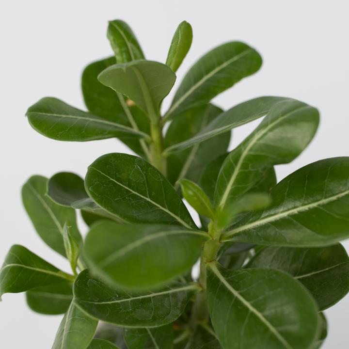 Actual product image Plant in a Box Adenium Obesum - Desert Rose (25 cm)