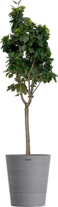 Produktbild Boum Zwerg Kirschbaum "Julia"
