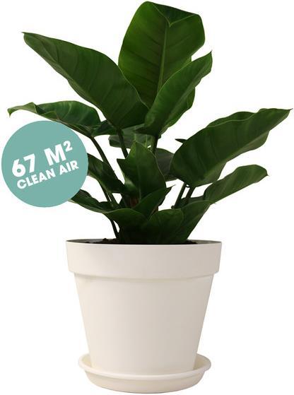 Produktbild Ogreen Philodendron Imperial Green (80 cm)