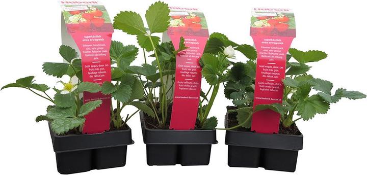Häberli Fragole MARA DES BOIS 3x vassoio da 4 (25 cm)