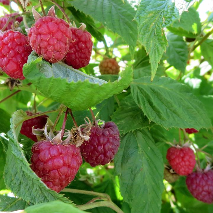 Image du produit Häberli Framboises WILLAMETTE 4 plantes (30 cm)