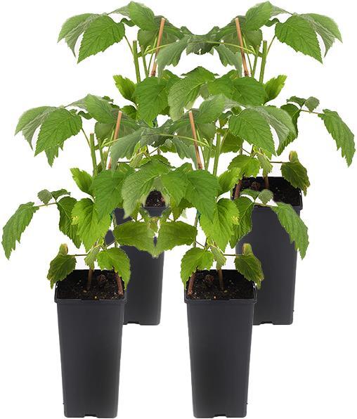 Image du produit Häberli Framboises WILLAMETTE 4 plantes (30 cm)