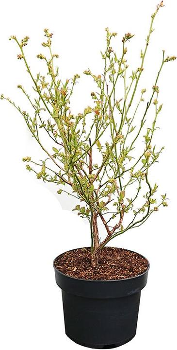 Image du produit Häberli Myrtilles Patriot (80 cm)