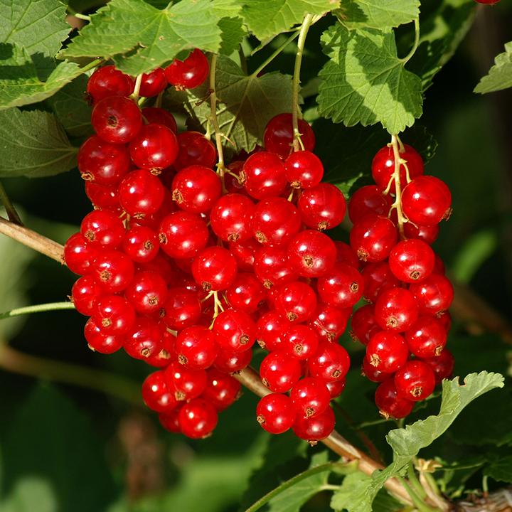 Produktbild Häberli Johannisbeeren ROLAN (80 cm)