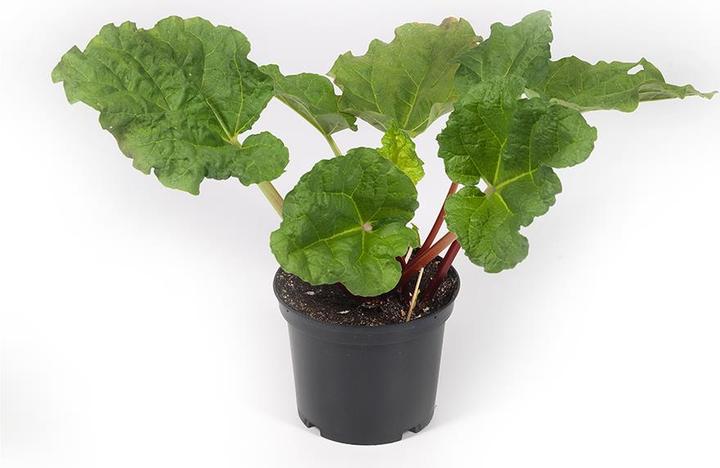 Produktbild Häberli Rhabarber (50 cm)