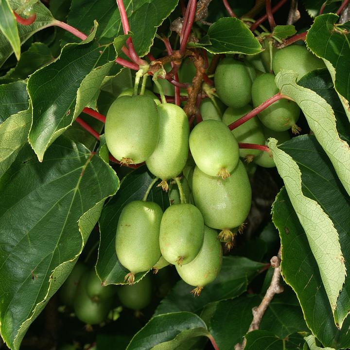 Image du produit Häberli Kiwi ISSAI (120 cm)