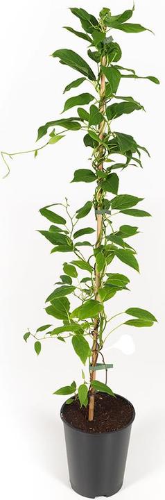 Image du produit Häberli Kiwi ISSAI (120 cm)