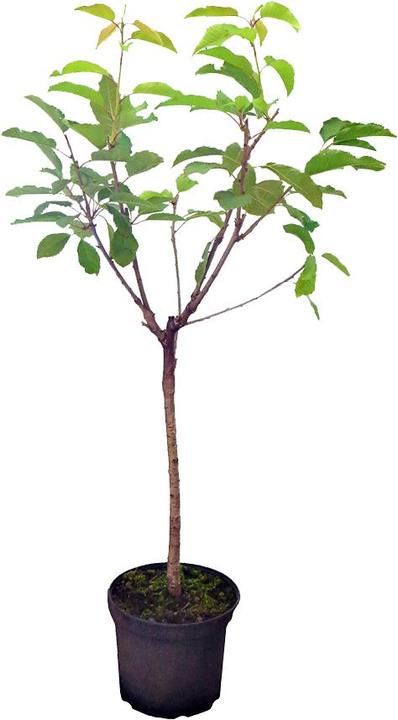 Häberli Mini-Kirsche STELLA COMPACT (120 cm)