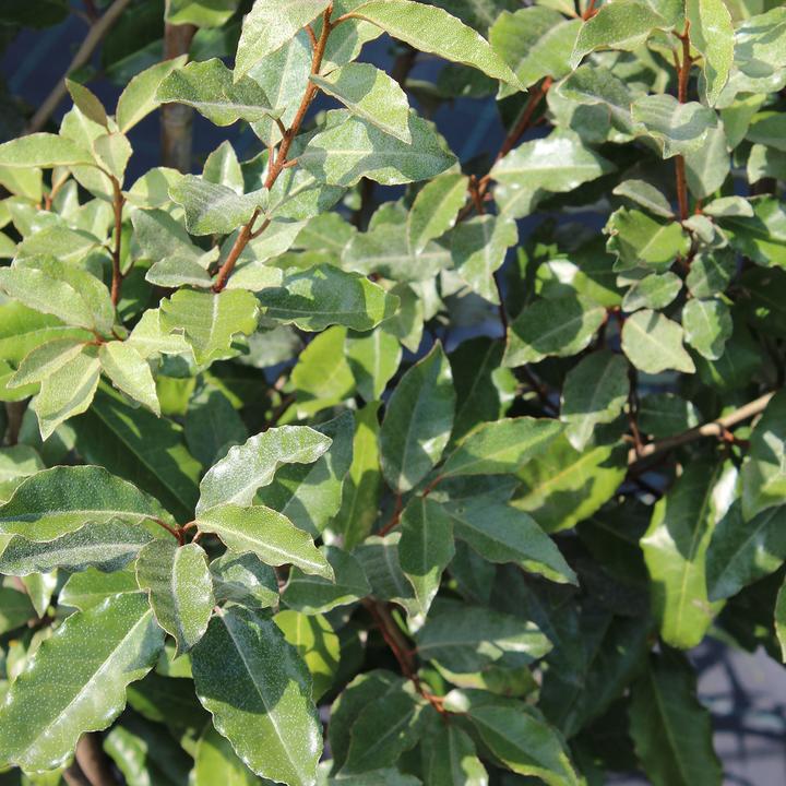 Produktbild Zulauf Wintergrüne Ölweide / Elaeagnus ebbingei (80 cm)