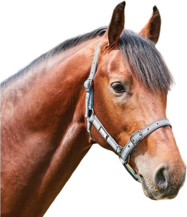 Immagine prodotto Roma Strisce Cavezza per Cavallo