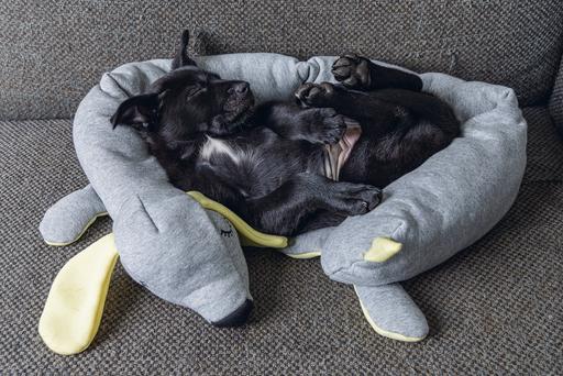 Image du produit Beeztees Chien (Jouet pour chiot)