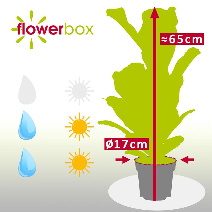Image du produit Flowerbox Figuier lyre - Ficus Lyrata (65 cm)