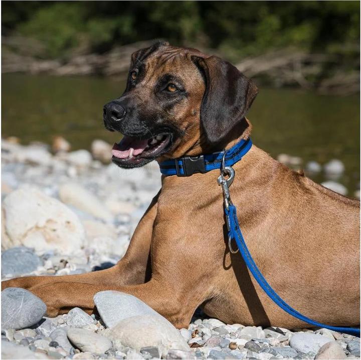 Image du produit Beat Grossenbacher Collier bordé, direct (40, 41, 42, 43, 44, 45, 46, 47, 48, 49, 50, 52, 54, 56, 58, 60, Chien)