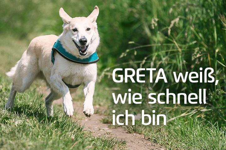 Immagine prodotto Prothelis Sistema di localizzazione Greta (Cavallo, Cane)