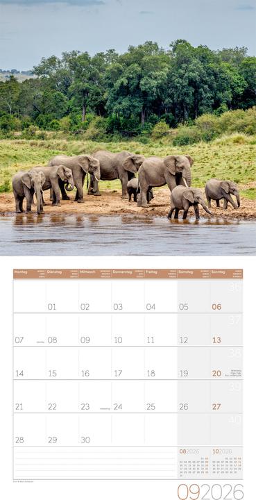 Actual product image Elefanten Kalender 2026 - 30x30 (30 x 30 cm, Hardcover, German, French, Italian, English)