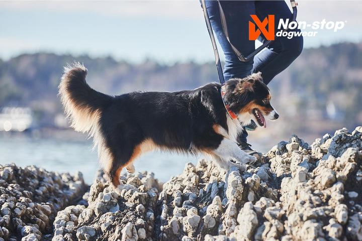 Produktbild Non-Stop Dogwear Cruise Collar Orange XXS (XXS, Hund, Spazieren)