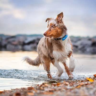 Produktbild Tractive GPS Tracker Hund mit Aktivitätstracking (Hund)