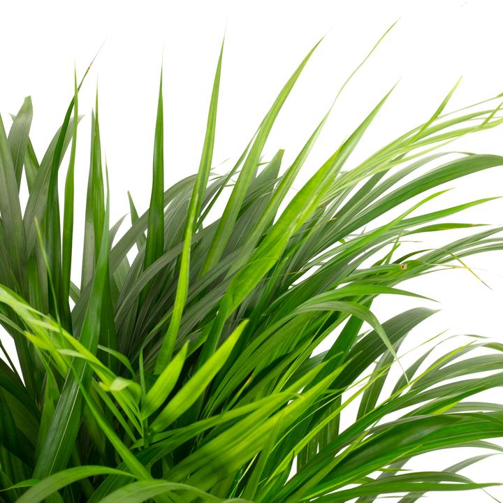 Produktbild Flowerbox Goldfruchtpalme - Areca Dypsis Lutescens (100 cm)