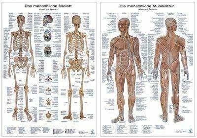 Produktbild Doppelpack Anatomie-Lerntafeln Muskulatur und Skelett (Deutsch, 2007)