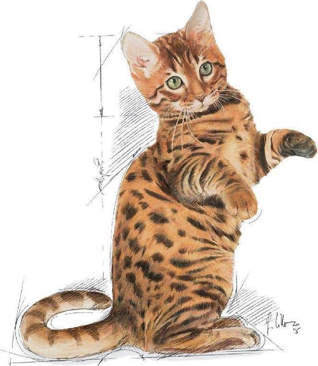 Produktbild Royal Canin Kitten Sterilised (Junior, 1 Stk., 400 g)