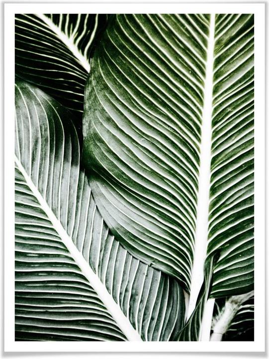 Image du produit Trenddeko Feuilles de palmier (24 x 30 cm)