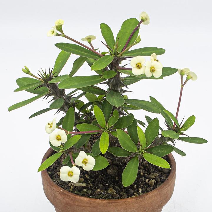 Produktbild Kakteen Gautschi Euphorbia milii Set (25 cm)