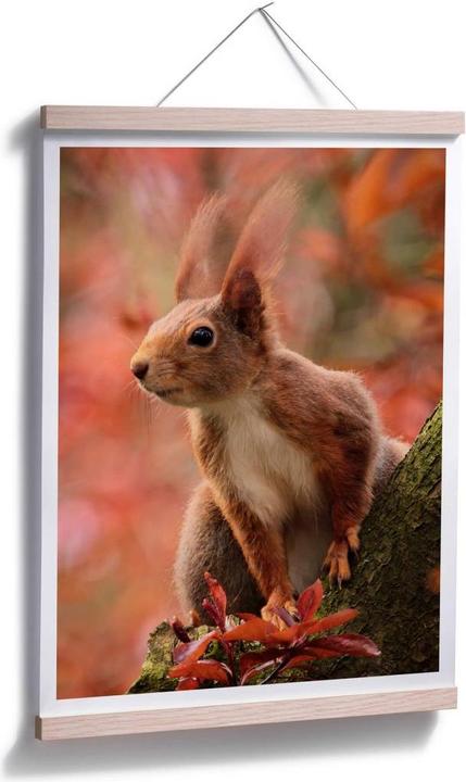 Produktbild Trenddeko Eichhörnchen 01 (50 x 60 cm)