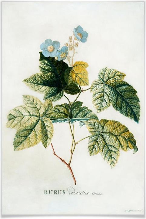 Image du produit Trenddeko Ehret - Rubus (70 x 100 cm)